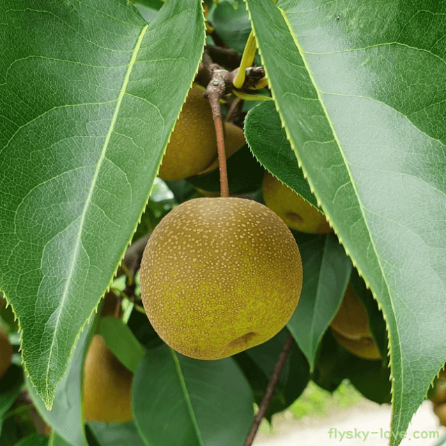 기관지에 좋은 돌배