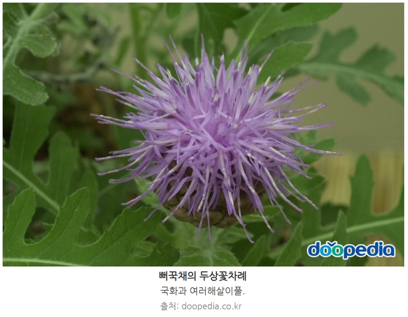 뻐꾹채 효능과 부작용, 복용방법