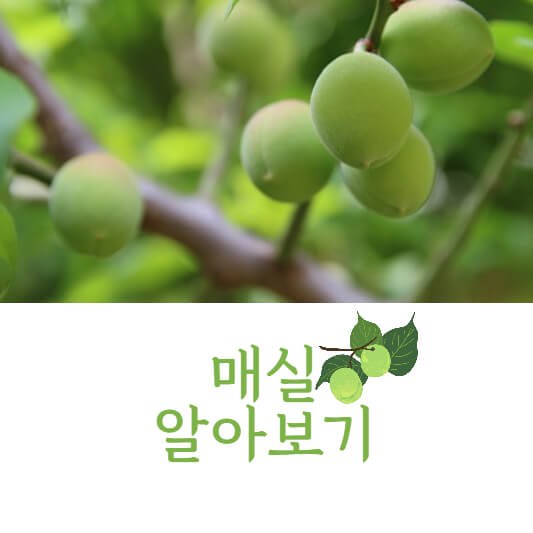 매실
