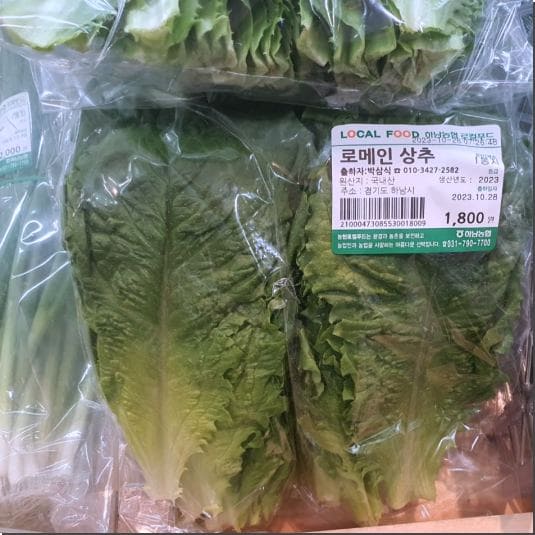 상추의 락투카리움 함량