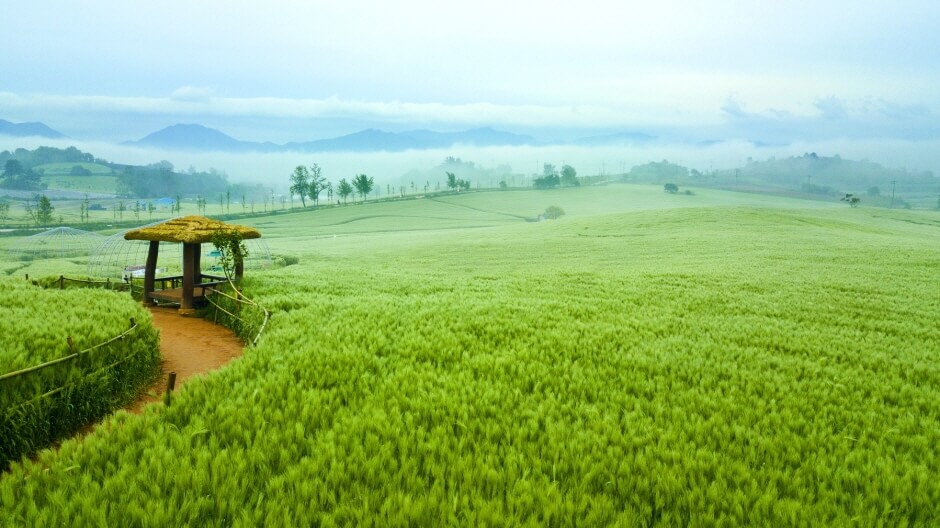 고창청보리밭과 정자