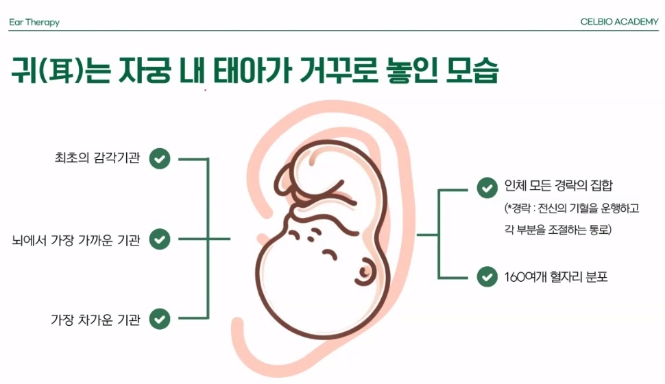 귀의 모습