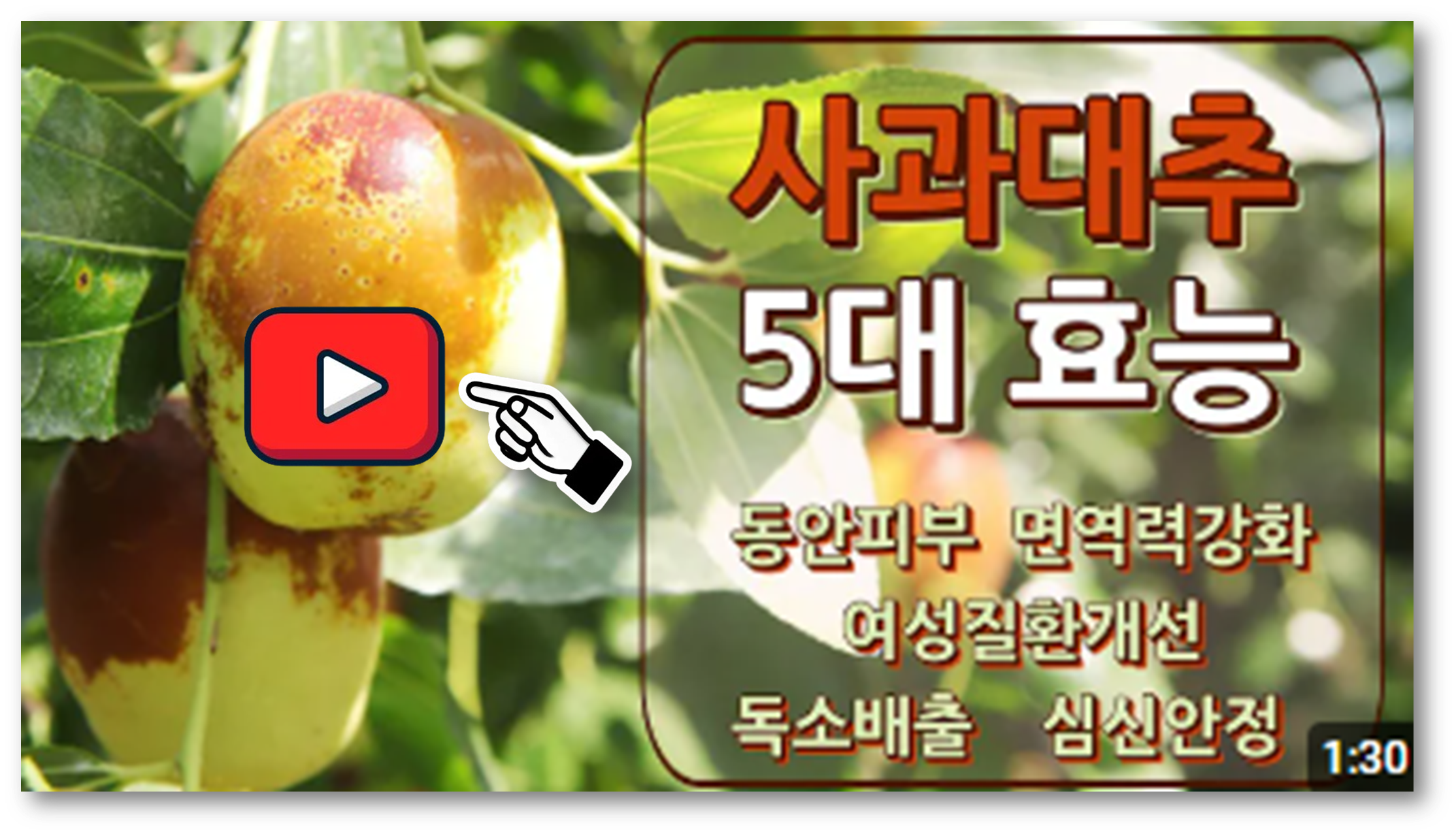 사과대추 효능