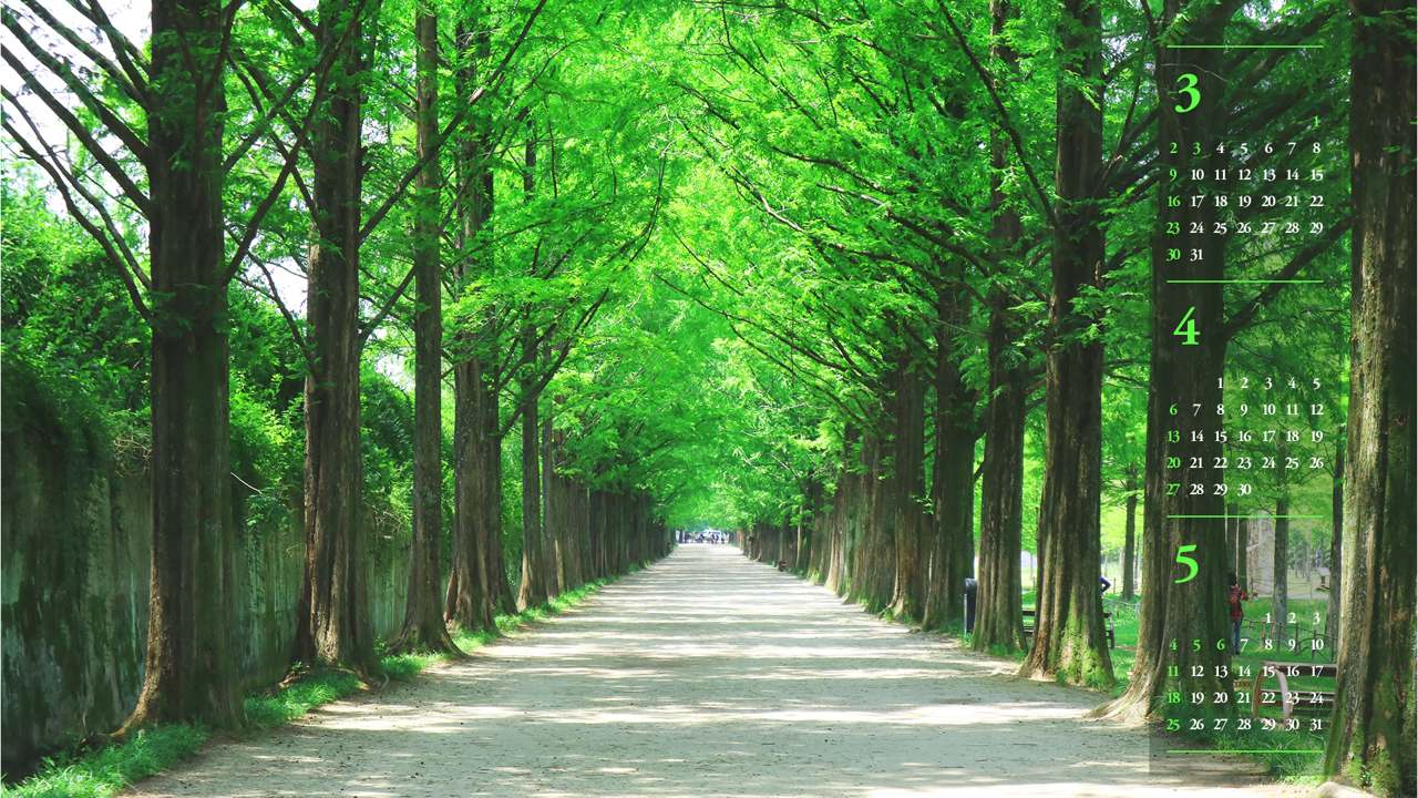 01 메타세콰이어길 B - 2025년4월 노트북배경화면