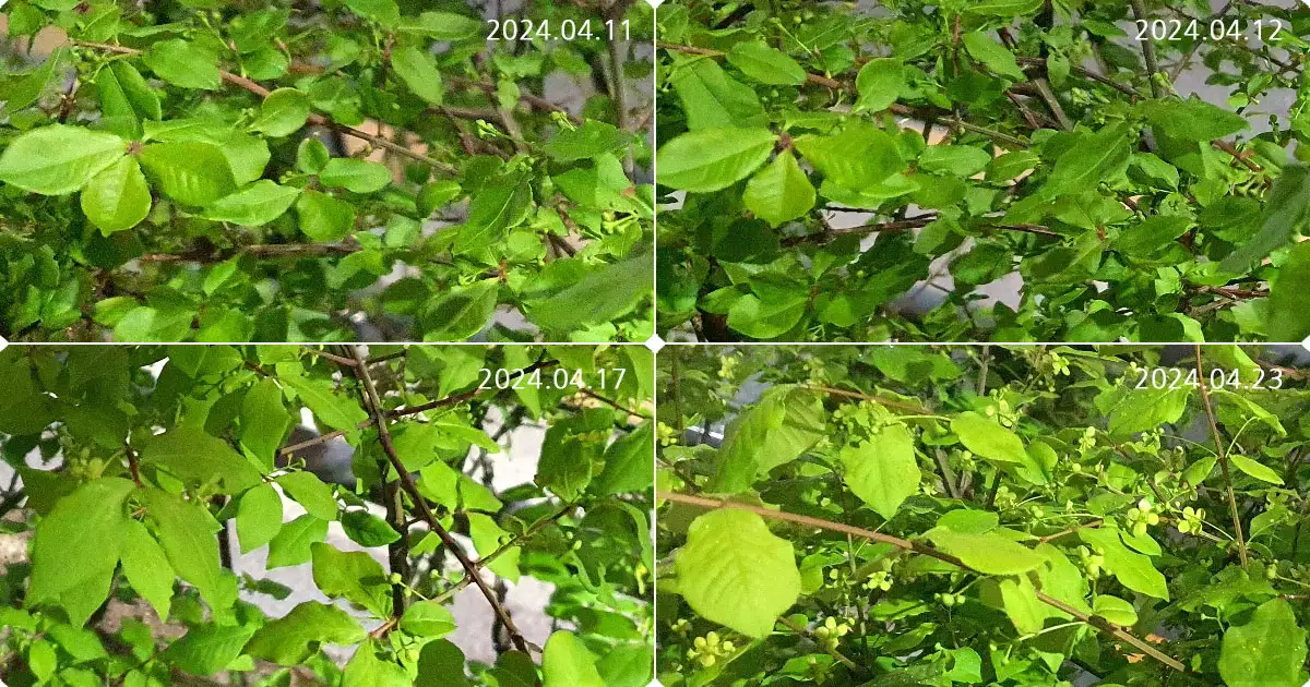 화살나무 새순의 성장과정과 꽃