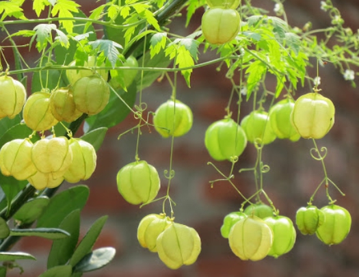 가을에 피는 꽃 풍선덩굴