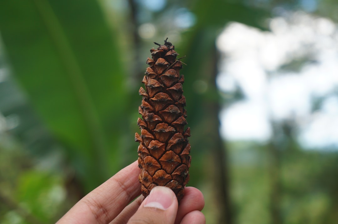 KakaoPay