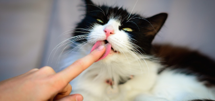 남의 손을 핥는 고양이.