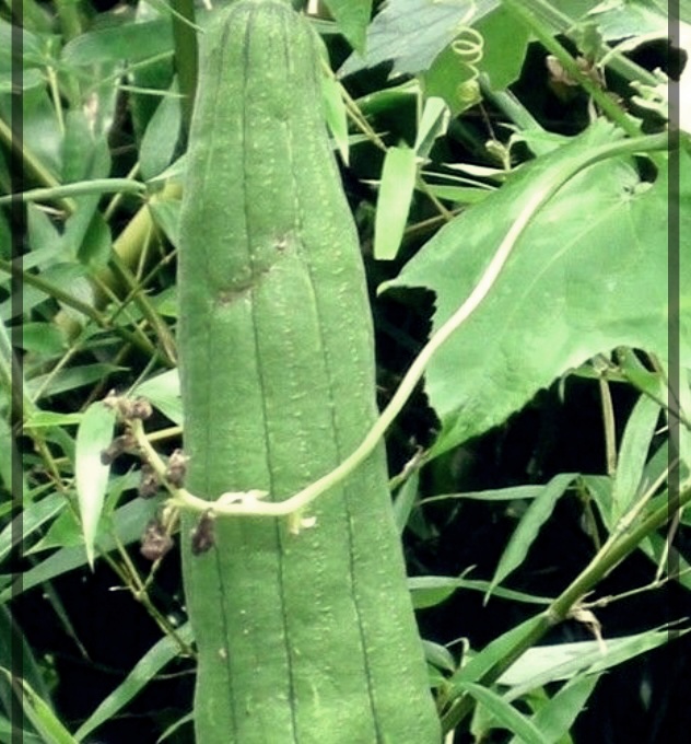 수세미즙의 효능, 부작용 및 제조법