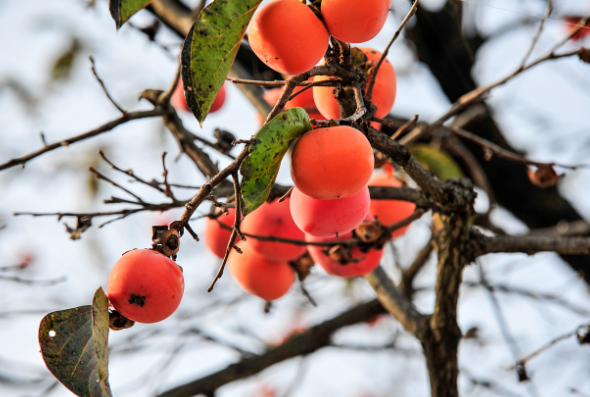 추석지원금 신청