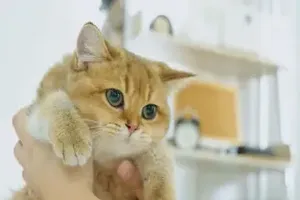고양이