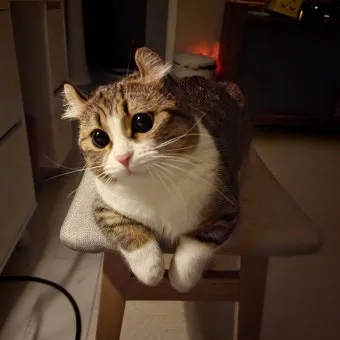 고양이가 집사를 사랑할때 하는 행동_4