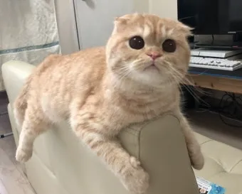 스코티시폴드 고양이 유전병_12