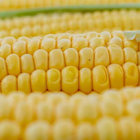 당뇨 배고픔 해결책