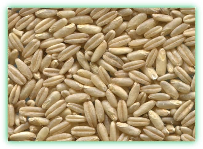 카무트와 귀리의 효능, 차이점, 부작용