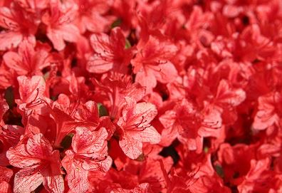 군포 철쭉축제 기간, 개막식, 가는길 , 주차