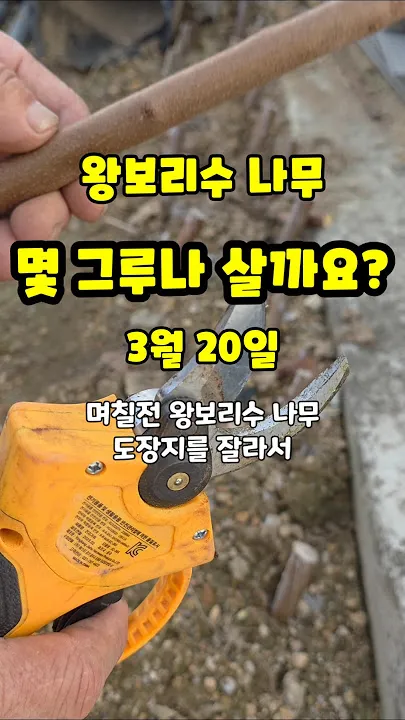 꺾꽂이 번식 시기선정 도구준비 삽목토관리 뿌리내리기 쉬운 식물_2