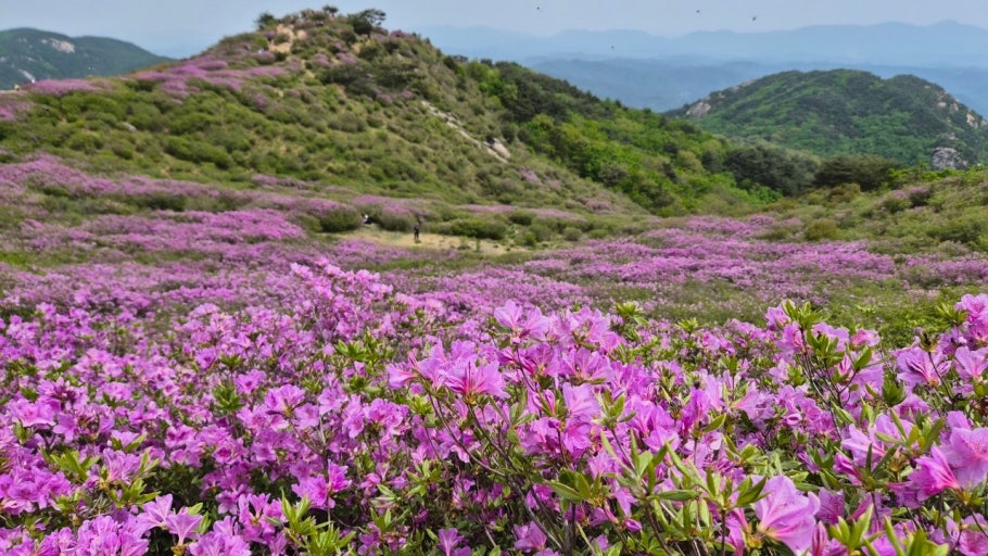 황매산