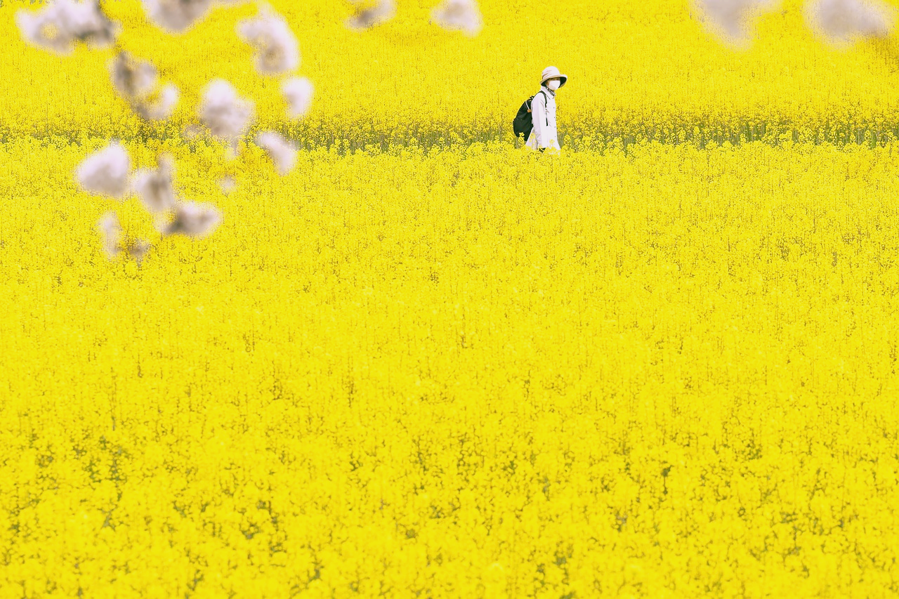 4월에 꼭 가야 할 유채꽃 명소 Best 5