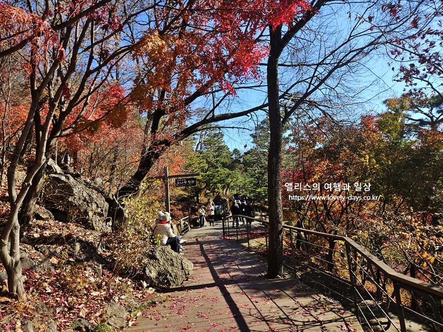 2025 화담숲 마지막 가을 단풍 화담채 분재 즐기기