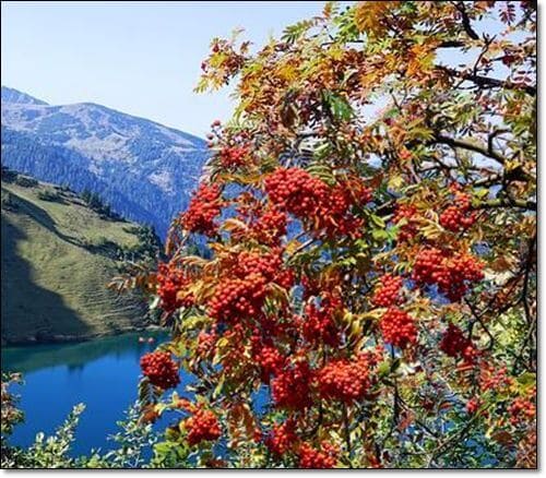 울릉도 마가목 사진