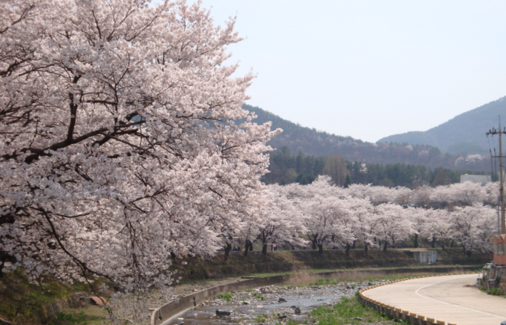 2025 전국 벚꽃 명소 서울부터 제주까지 추천