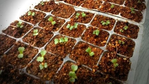 배추-작형별-재배시기-종자-파종시기-정식시기-수확시기