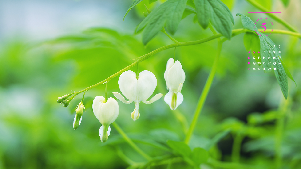 05 흰색 금낭화 A - 2025년5월 노트북배경화면