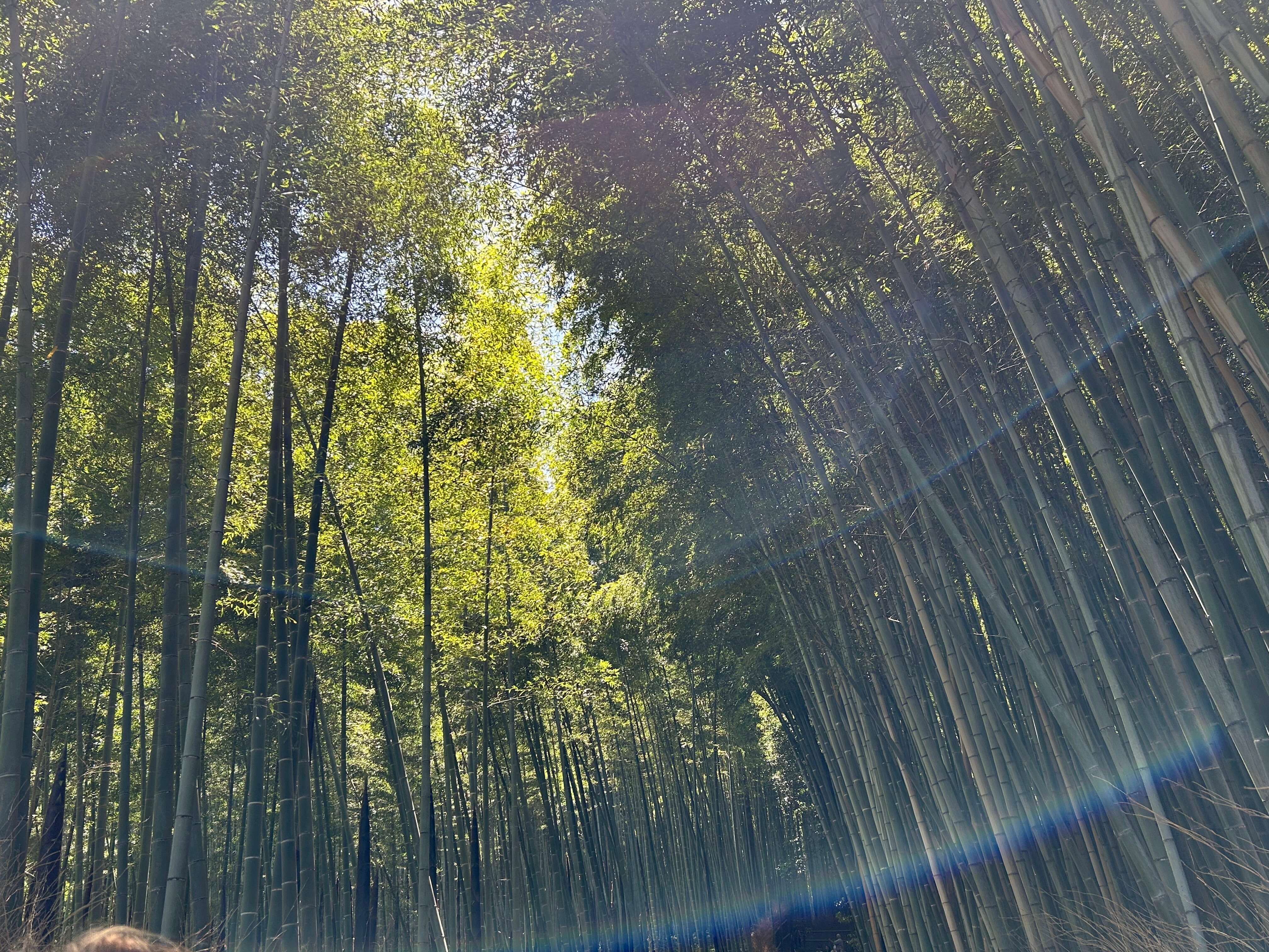 오사카·교토 3박4일 여행자를 위한 교통패스 정리 관련사진