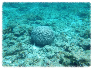 발리카삭 해양보호구역