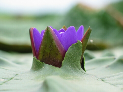 가시연꽃 꽃이 귀엽게 빼꼼 피어있다