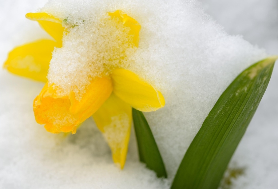 겨울 꽃 수선화