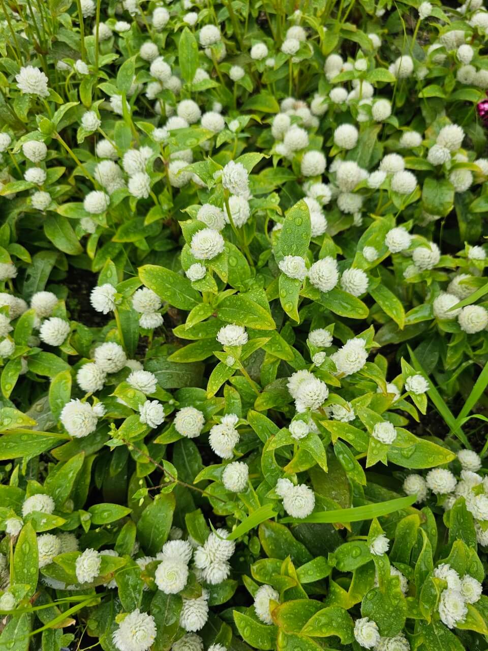 복지 인프라가 장애인 삶에 미치는 영향