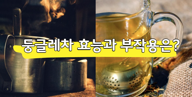 둥글레차 효능과부작용, 물 대신 마셔도 될까? 총정리