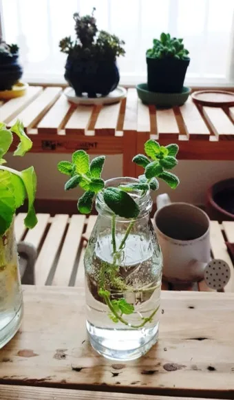 민트 재배 수경 재배 물 갈이 뿌리 번식_7