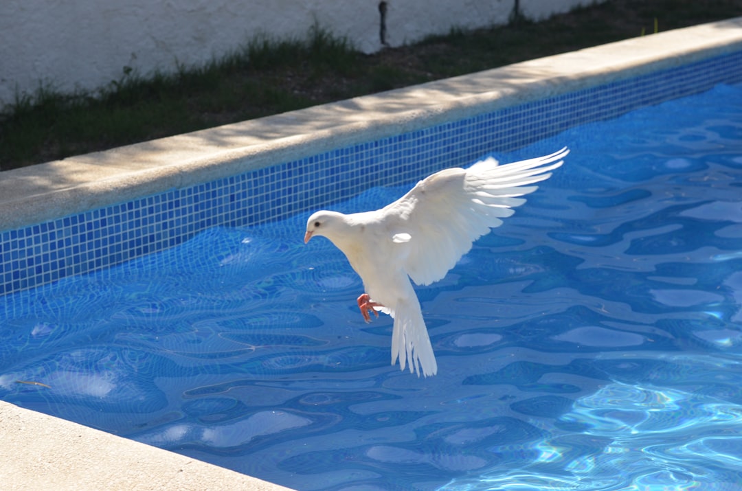 Pigeon