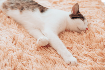 누워있는 고양이