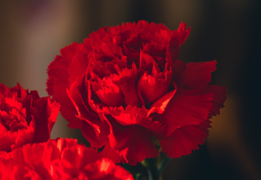 어버이날 인사말 BEST 12