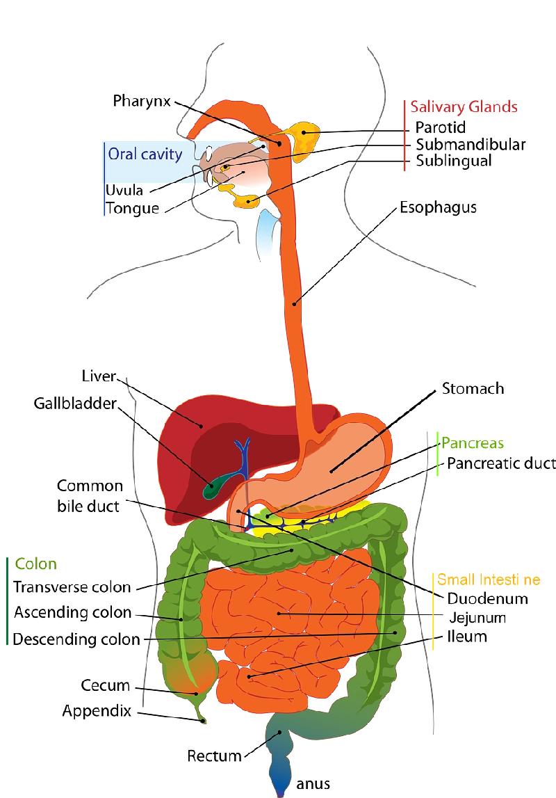 속쓰림유발음식종류