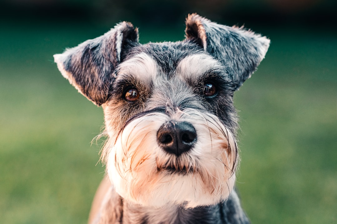 Canine