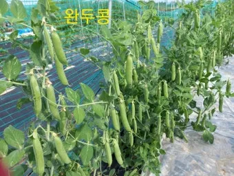 완두콩 재배 추위 견디기 지주 세우기 꼬투리 수확_2