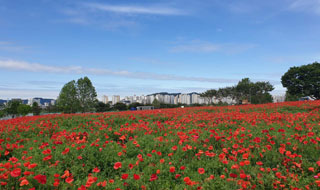 수원 탑동시민농장 양귀비