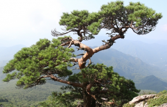 한국의 떡 종류 솔방울떡