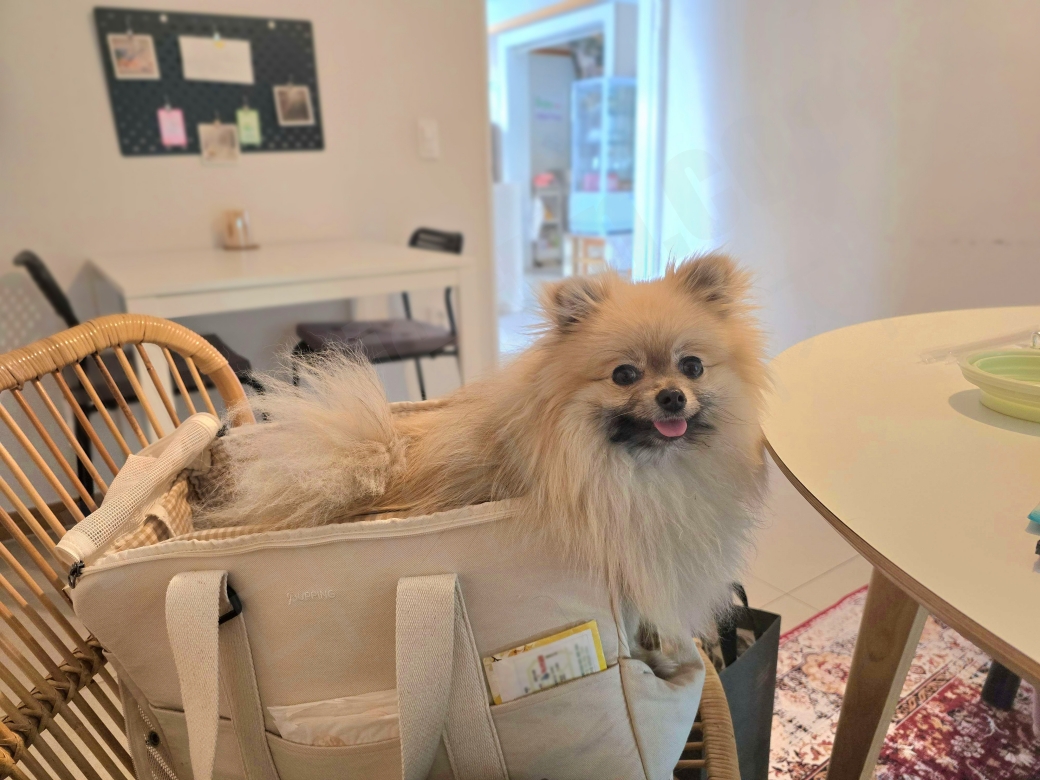 애견동반 카페에 간 강아지