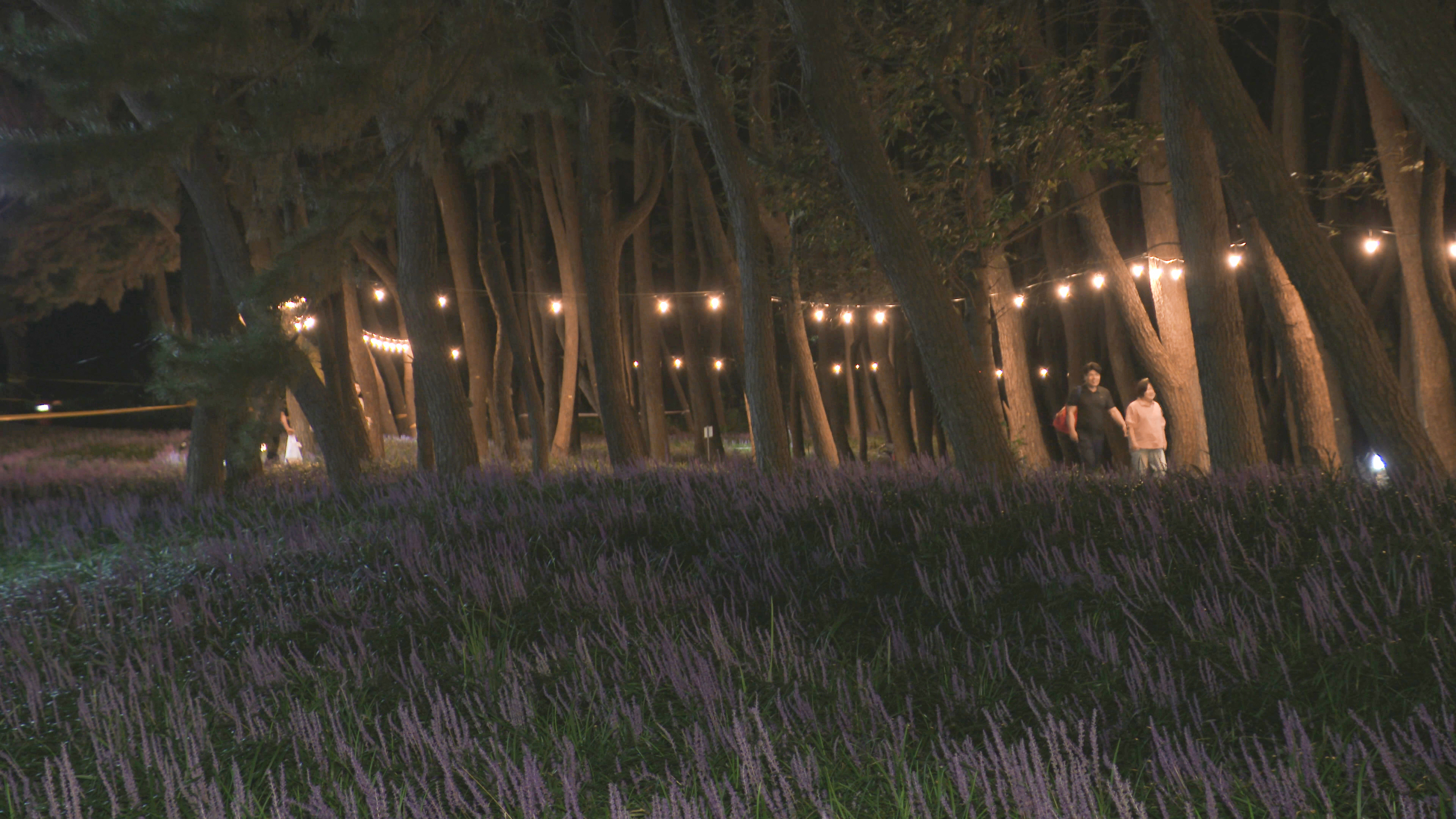 2024 장항 맥문동 꽃 축제