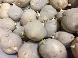 감자가 오래되면 싹이 나는 과학 &ndash; 솔라닌의 역할