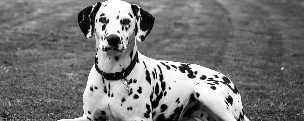 새끼 강아지 키우는법 16 이미지