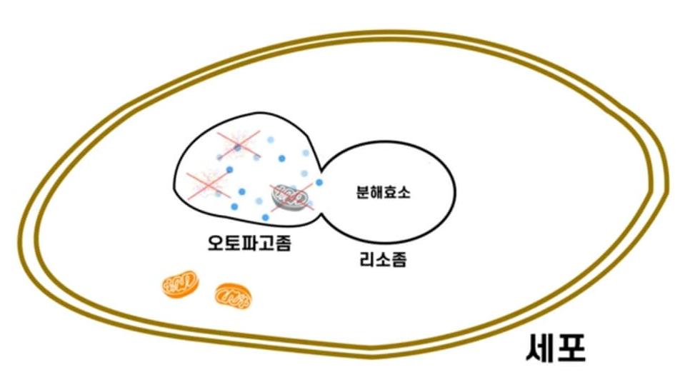 오토파고좀과 리소좀 결합 그림 