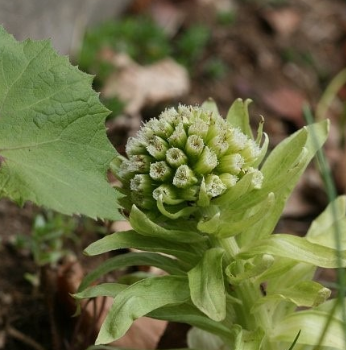 머위 효능과 부작용 고르는법 먹는법 칼로리
