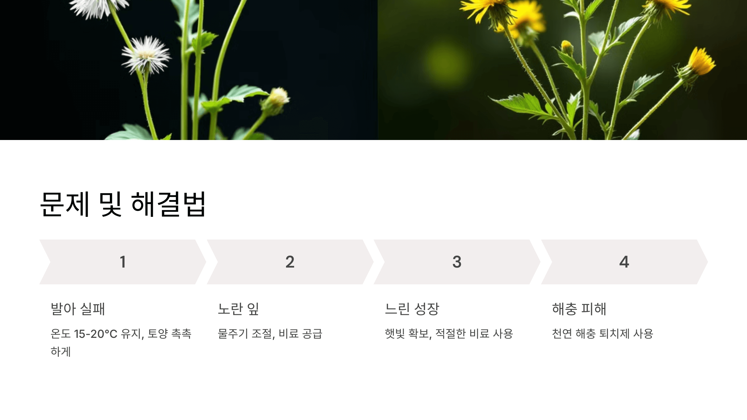 흰민들레 사진입니다.